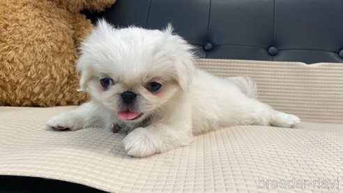 成約済の兵庫県のペキニーズ-327019の8枚目